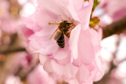 Biene in einer Kirschbaum-Blüte
